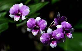 Orchids Purple Orchids Orchid Care Orchid Color