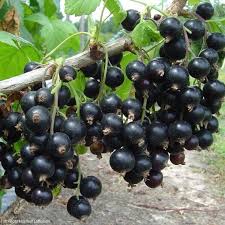 Cassissier Neva Petit Fruit Fruits Legumes Automne