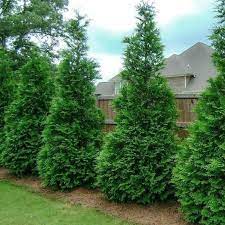 We did not find results for: Thuja Green Giant Thuja Green Giant For Sale Plantingtree
