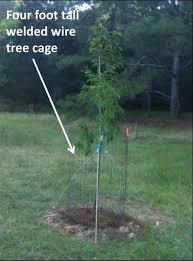 When you picture an orchard in your mind, images of picturesque apple trees all lined up in first, an orchard or tree plot in our terms planted for deer doesn't have to be neat and tidy, and it doesn't have to produce flawless fruit with no blemishes. Planting Tree Plots For Deer
