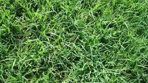Maybe you would like to learn more about one of these? Wie Man Die Rechten Rasengraser Wahlt Diy Ideen 2018 In 2021 Bermuda Grass Different Types Of Grass Grass Seed Types