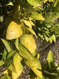 Help With Yellowing Citrus Leaves Gardening Garden Diy Home Flowers Roses Nature Landscaping Horticulture Leaves Plant Leaves Horticulture