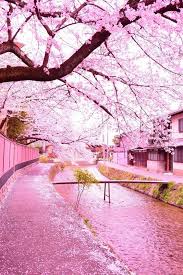Paysage Japon Cerisiers Du Japon Cherry Blossom Photo Paysage Magnifique Japon Paysage Paysages Printemps
