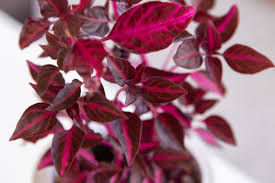 Image result for Iresine