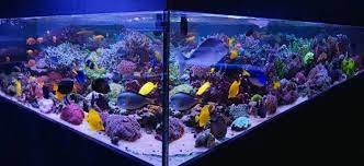 pin by worty wonders on saltwater aquarium saltwater aquarium coral reef aquarium fish tank
