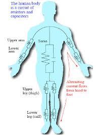 Beneath this area is called the armpit or. The Human Body As A Circuit Of Resistors And Capacitors Connected In Download Scientific Diagram