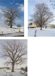 Thats why the tutorial is complete in step by step manner. How To Draw Trees With Pencil