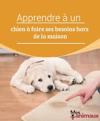 Apprendre A Un Chien A Faire Ses Besoins Hors De La Maison My Animals Nourriture Chien Chien Odeurs De Chien