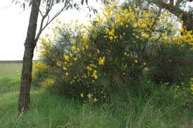 Image result for Spartium