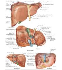In humans, it is located in the right upper quadrant of the abdomen, below the diaphragm. Surfaces And Bed Of Liver Anatomy Respiratory Diaphragm Pulled Up Coronary Ligament Right Triangular Liver Anatomy Human Anatomy And Physiology Anatomy