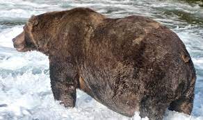 More images for how much does a brown bear weigh » Grizzly Weighing As Much As Eight Men Crowned Alaska S Fattest Bear The Independent