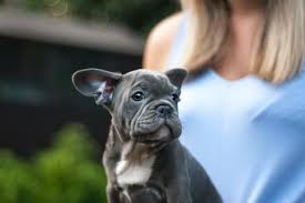 If you own a french bulldog or are considering adopting one, here are some things to keep in mind. How Long Do Frenchies Tend To Live Find Out Here