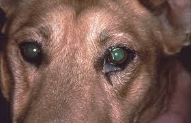 Image result for Eye Discharge