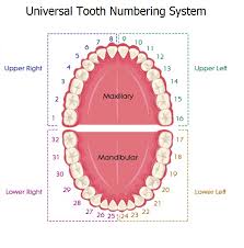 Tooth Numbering Systems In Dentistry News Dentagama