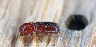 Image result for Micractis bojeri