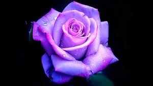 We did not find results for: Purple Roses Youtube