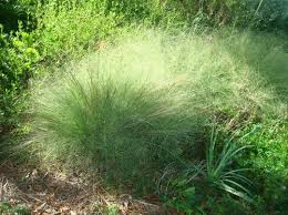 Image result for Eragrostis friesii