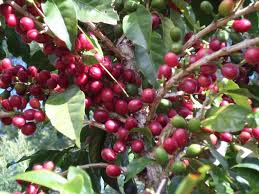 Cafe Bourbon Pointu Sur Pied Source Cafe Bourbon Pointu Le Cafe Lontan Reunion Island Fruit La Reunion