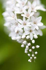 Our floral photography provides you with a diverse variety of flowers ranging from beautiful red roses to colorful tulips to graceful orchids. Bloomingwhite Amazing Flowers Beautiful Flowers White Flowers
