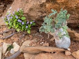 Image result for Neuracanthus africanus