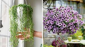 Bunga lobelia merupakan bunga yang bisa ditanam di pot dan sangat cocok menghiasi halaman rumah anda. 15 Jenis Tanaman Hias Gantung Yang Cantik Dan Mudah Dirawat Blog Unik