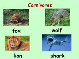 A Z Image Chart Animals Biology Lessons Tes Teach