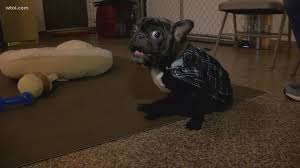 It is a very sturdy dog that can serve as a great companion. Special Needs French Bulldog Looking For Forever Home In Toledo Wtol Com