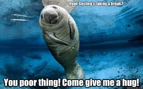 Ryan Gosling S Taking A Break You Poor Thing Come Give Me A Hug Calming Manatee Quickmeme