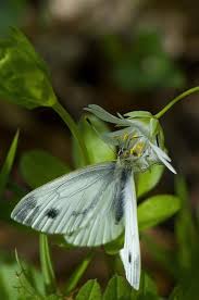 Image result for Pieris napi