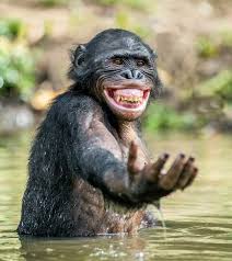 They can live for up to ten years, and just like other macropods, these cute animals are herbivorous and mainly nocturnal. Pictures Of Funny Animals That You Need In Your Life Reader S Digest
