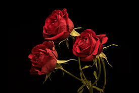 Gambar bunga mawar merah gambar bunga mawar putih mawar bunga mawar wallpaper mekar bunga bunga. Bunga Mawar Latar Belakang Gelap Wallpaper Hd Wallpaperbetter
