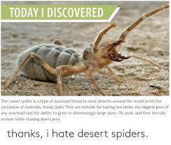 Drinks that aid sleep include lavender tea, cherry juice, and almond milk. Today I Discovered The Camel Spider Is A Type Of Arachnid Found In Most Deserts Around The World With The Exception Of Australia Thank God They Are Notable For Having Ten Limbs