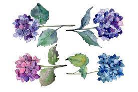 Hydrangeas Flowers Watercolor Set Graphic By Mystocks Creative Fabrica Hydrangea Painting Watercolor Flowers Hydrangea Flower