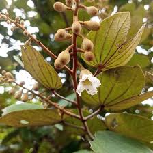 Image result for Piliostigma thonningii