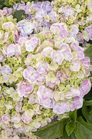 Wedding Ring Hydrangea Full Sun Next Generation Collection Monrovia Wedding Ring Hydrangea Next Ge Big Leaf Hydrangea Hydrangea Not Blooming Big Leaves