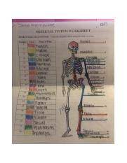 Image1 Jpg Imani Mckee Wilmes 1217 Skeletal System Worksheet Human Skeletal System Color The Chagram Below Using The Table As A Key Number Color Course Hero