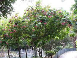 Image result for Dombeya shupangae