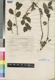 Image result for Peperomia molleri