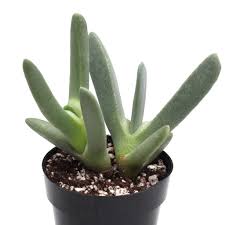 Image result for Craspedorhachis