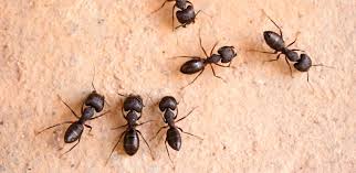 Carpenter ants damage arises from their need to create nests in. Getting Rid Of Carpenter Ants The Tree Center
