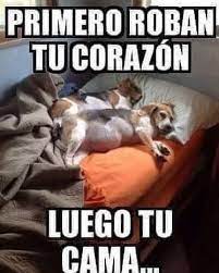 Resultado De Imagen Para Memes En Espanol Animales Funny Animals Funny Dogs Funny Memes
