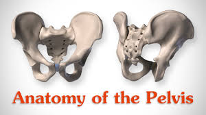 Maybe you would like to learn more about one of these? Anatomy Of The Pelvis For Artists Youtube
