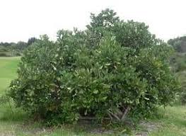Cussonia Thyrsiflora Coast Cabbage Tree Kuskiepersol S A No 565 African Plants Succulents Garden Plants