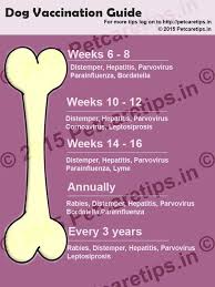 accurate puppy vaccination chart india injection chart for