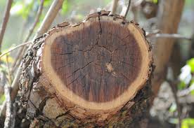 Image result for Acacia ataxacantha