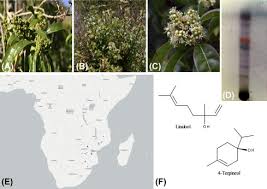 Image result for Heteropyxidaceae