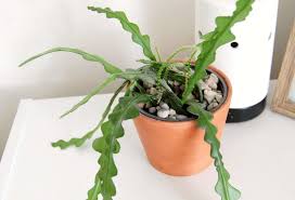 It is important that they receive good lighting if we want to see their beautiful flowers. 10 Hanging Succulent Varieties