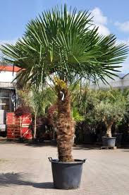 Hanfpalme Premium Fortunei Winterhart 100 120 Stamm Hanfpalme Pflanzen Winterhart