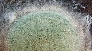 Here's what to look out for. Green Mold Removal And Remediation By Restoration Pro Selection Medium