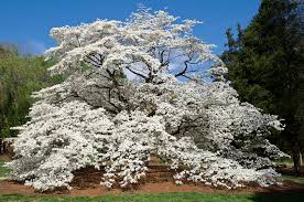 Same day flower delivery is available before 12pm and next day delivery before 11:59pm in. Alabama S Dogwoods And The Huntsville Dogwood Eulogy Alabama Heritage